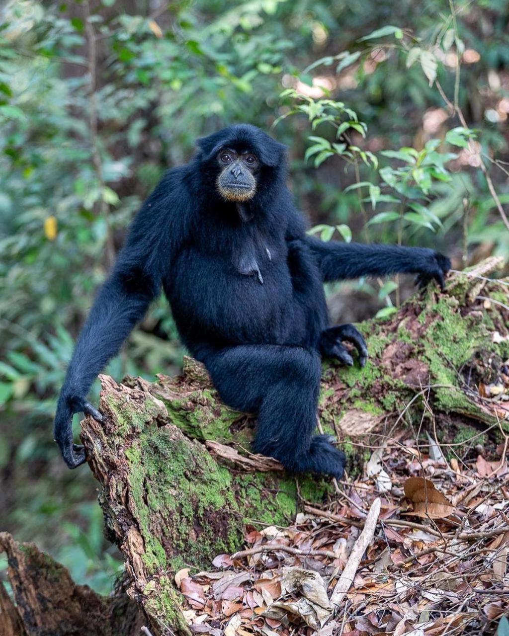 Jungle Life Guest House - Trekking & Transport Only Book With Us Bukit Lawang Exterior photo